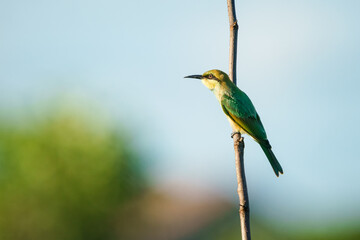 Green Bee-Eater, Little Green bee-eater, Merops Orientalis