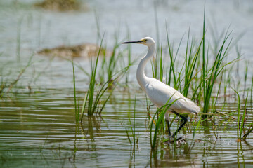 Intermediate Egret