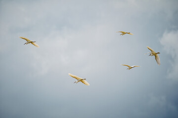 Intermediate Egret