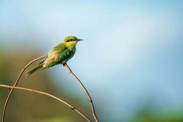 Green Bee-Eater, Little Green bee-eater, Merops Orientalis