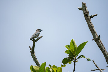 Ashy Woodswallow, Artamus fuscus