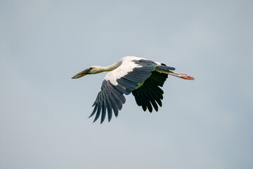 Openbill stork bird