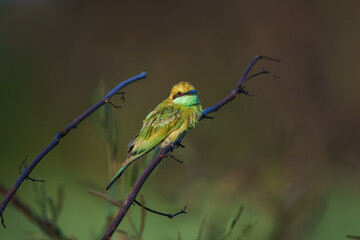 Green Bee-Eater, Little Green bee-eater