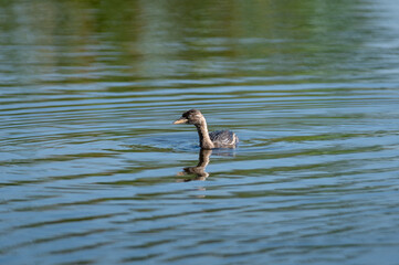 Little Grebe, Dabchick.
