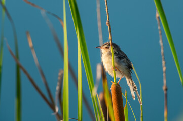 Prinia inornata