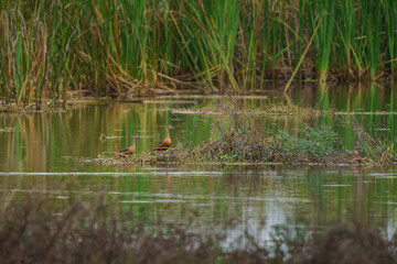 Lesser Whistling Duck.