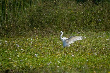 Intermediate Egret bird