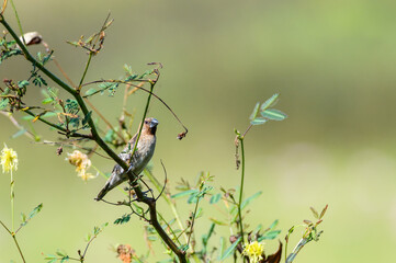 Scaly-breasted Munia