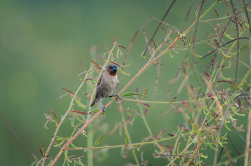 Scaly-breasted Munia, Lonchura punctulata