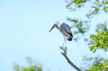 Openbill stork bird