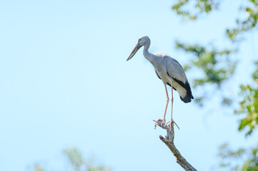 Openbill stork bird