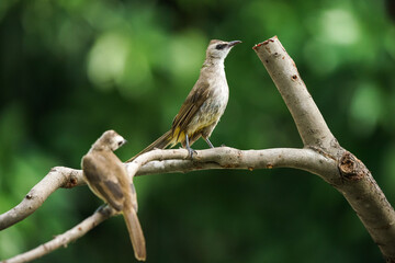 Yellow-vented Bulbul, Pycnonotus goiavier