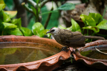 Yellow-vented Bulbul, Pycnonotus goiavier