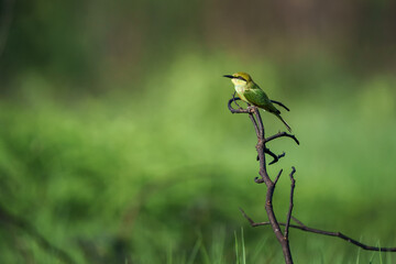 Green Bee-Eater, Little Green bee-eater