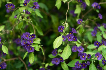 Blue potato bush - Lycianthes rantonnetii