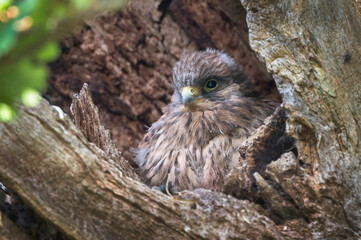 Kestrel chick about ready to fledge