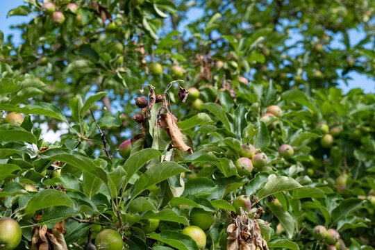 Bacterial burn on young apple tree branches in the garden. The problem of the modern orchard threatens the production of apples.