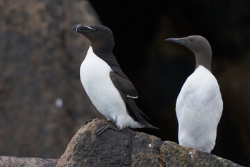 Razorbill (Alca torda) and Guillemot (Uria aalge) share a rock on Great Saltee Island off the coast of Ireland.