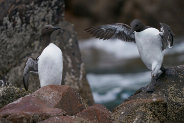 Guillemot (Uria aalge) on rocks close to the sea on Great Saltee Island.