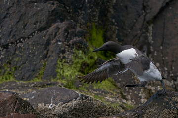 Guillemot (Uria aalge) on rocks close to the sea on Great Saltee Island.