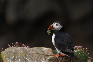 Atlantic puffin (Fratercula arctica) in spring on a cliff on Great Saltee Island off the coast of Ireland.                       