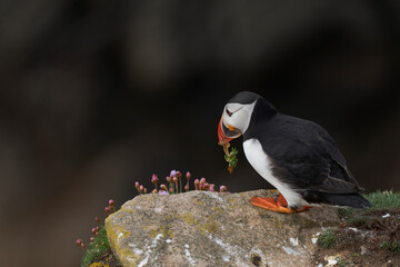 Atlantic puffin (Fratercula arctica) in spring on a cliff on Great Saltee Island off the coast of Ireland.                       