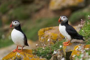 Fototapeta premium Two Atlantic puffins (Fratercula arctica) amongst spring flowers on Great Saltee Island off the coast of Ireland. 