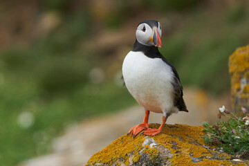 Atlantic puffin (Fratercula arctica) in spring on a cliff on Great Saltee Island off the coast of Ireland.                       