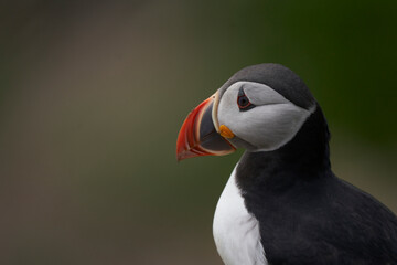 Atlantic puffin (Fratercula arctica) in spring on a cliff on Great Saltee Island off the coast of Ireland.                       