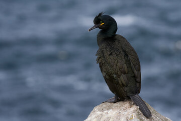 Shag (Gulosus aristotelis) standing on rocks on Great Saltee Island off the coast of Ireland.