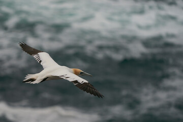 Gannet (Morus bassanus) coming in to land at a gannet colony on Great Saltee Island off the coast of Ireland.