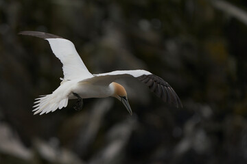 Gannet (Morus bassanus) coming in to land at a gannet colony on Great Saltee Island off the coast of Ireland.