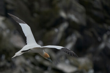 Gannet (Morus bassanus) coming in to land at a gannet colony on Great Saltee Island off the coast of Ireland.