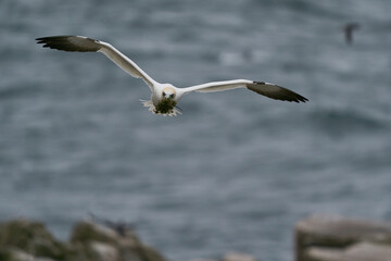 Gannet (Morus bassanus) carrying nesting material returning to the breeding colony on Great Saltee Island off the coast of Ireland.