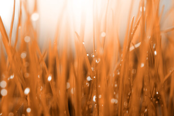 Soft focus blur grass with water drop. Nature horizontal background.