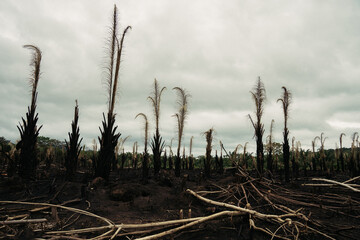 Forest deforestation in South America