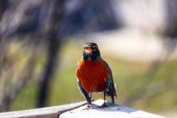 Bird on the deck