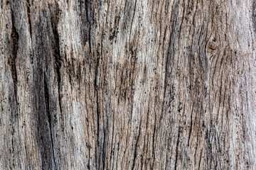 Bark of cedar tree texture background,dry tree texture,Texture Of Wood 
