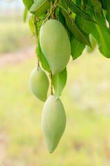Close up of Fresh green Mangoes hanging on the mango tree in a garden farm with sunlight background harvest fruit thailand,mango on the tree,Bunch of green and ripe mango on tree in garden,