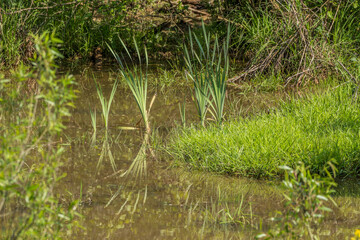 Emerging cattails in the wetlands