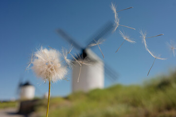 A windblown dandelion and a windmill in the background. Green meadow.