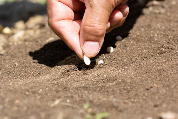 mano, contadino, seme, orto, terra, seminare, agricoltura, 