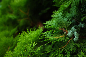 檜（コノテガシワ）の実