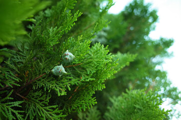 檜（コノテガシワ）の実