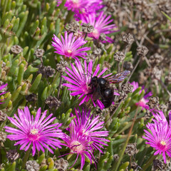 Abeille charpentière butinant une fleur de pourpier