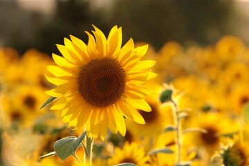 Sunflower - Helianthus annuus at sunset