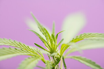 growing marijuana bud, with purple background laboratory
