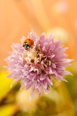 ladybug on a flower