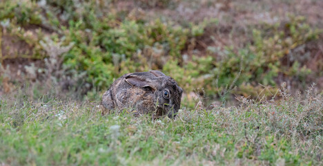 Buschhase im Naturreservat Addo Elephant National Park Südafrika