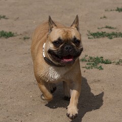 Obraz premium French bulldog in a french park near lyon